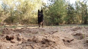 НЕМЕЦКАЯ ОВЧАРКА линии ГДР | German Shepherd DDR