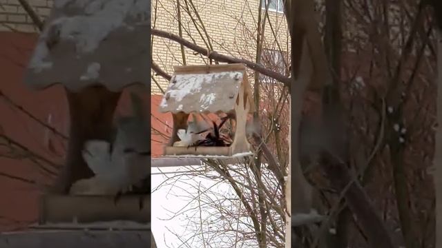 Длиннохвостая синица