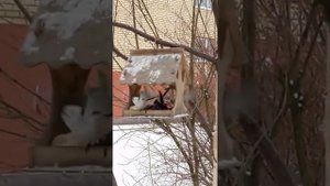 Длиннохвостая синица