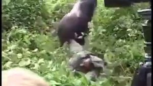 Горилла потянула мужика за ногу
