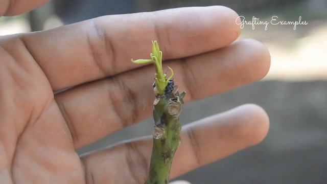 6 Ideas To Grafting Mango Trees смотреть онлайн