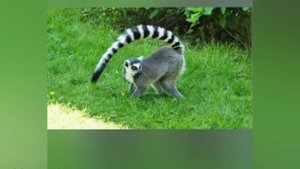 Животные Мадагаскара