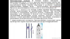 НЕМАТОДЫ ГЕОГЕЛЬМИНТЫ. Общая характеристика типа Круглые черви