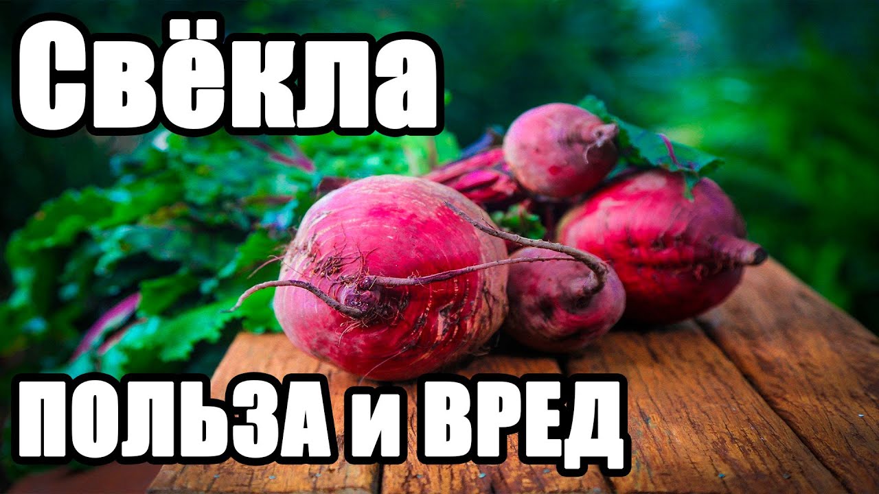 Ешьте свеклу каждый день. Свекла польза и вред. Свекла польза. Свёкла польза и вред для здоровья. Кот в свекле.
