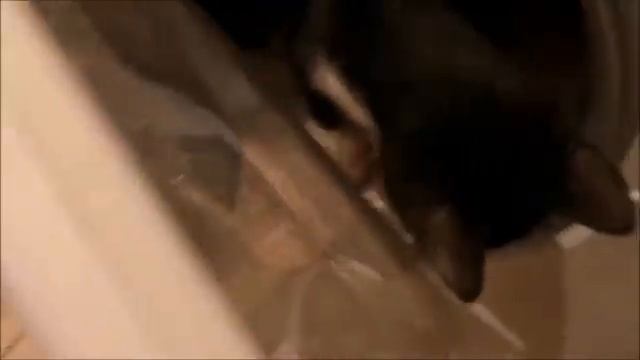 Кошачий детский сад это миф? Нет, это реальность. ?????