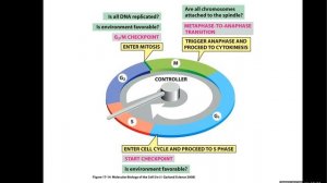 Lecture 13. Cell cycle