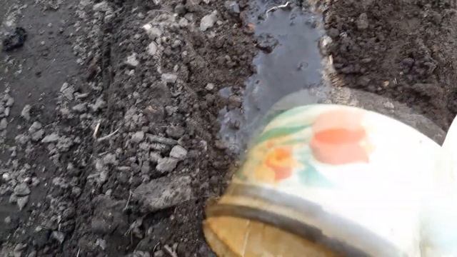 Секреты посадки гладиолусов. смотреть онлайн