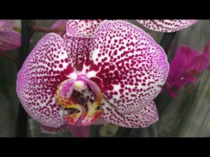 ОРХИДЕИ С НАЗВАНИЯМИ. День Святого Валенитна. Обзор в Леруа Мерлен Западный, Ростов-н/Дону 12.02.20г