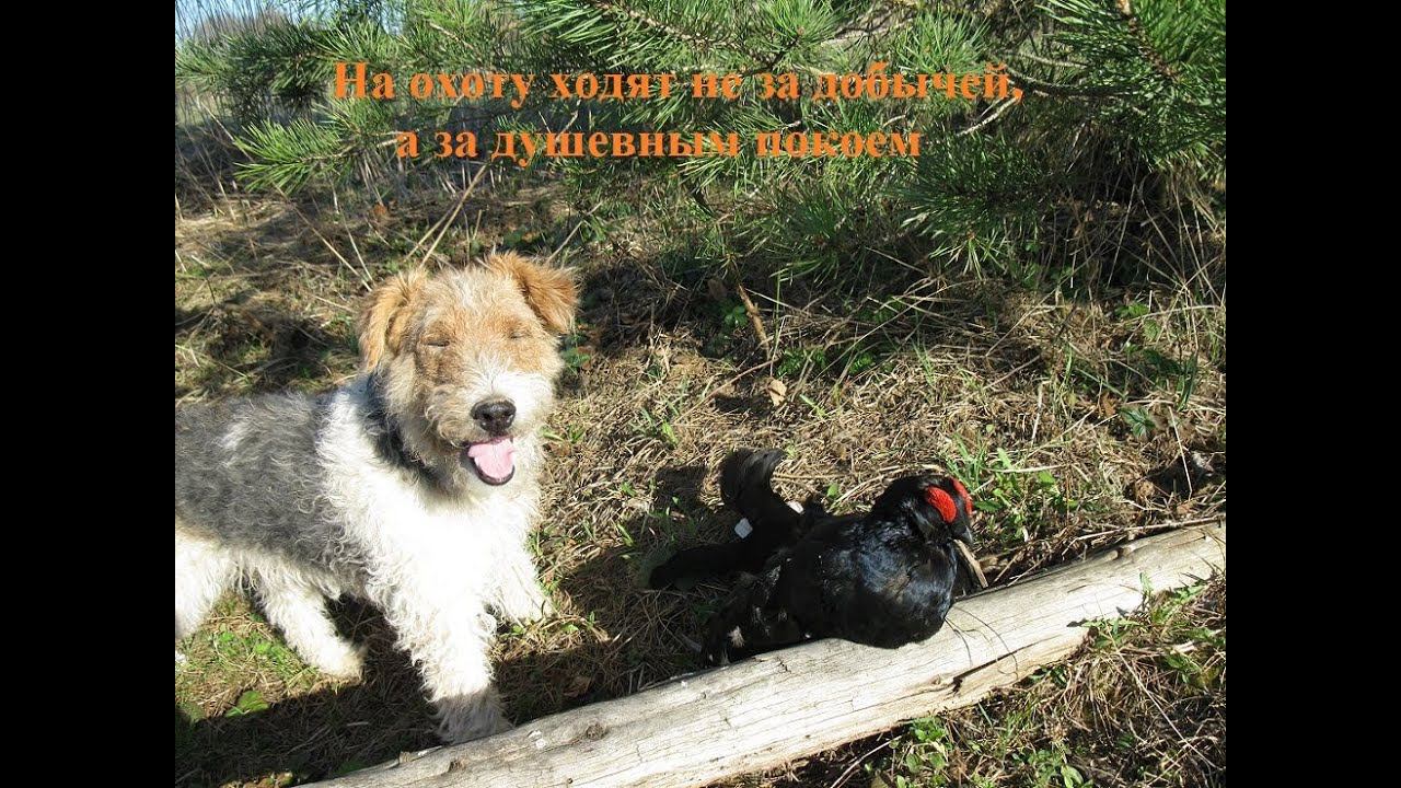 Номер дроби на утку. Рассуждалки смотреть онлайн