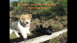 Номер дроби на утку.  Рассуждалки