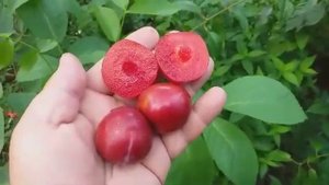 Слива ранняя диплоидная Санта Роза (Plum Santa Rosa) - достойный привет из прошлого.