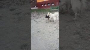 Моя собака дерется с другой собакой??