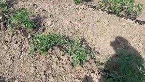 Томат хайнц 3402 (14 дней после высадки)