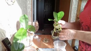 Пересадка подростков орхидей из мха