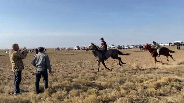 Скачки в Кунбатаре 05.11.2023. Лошади местной породы. 3200 м смотреть онлайн