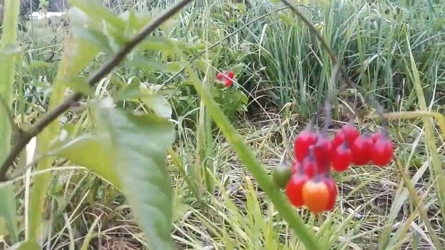 Паслен красный, сладко-горький
