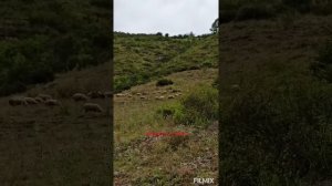 Просто красота,Барнаб, Тляратинский район, р. Дагестан