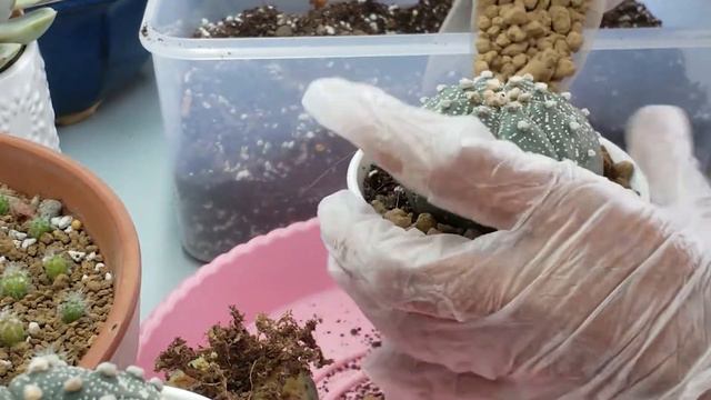 Demon Cactus - Ep 2! (Repotting Astrophytum!) смотреть онлайн