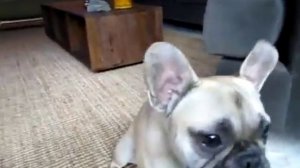 говорящий бульдог