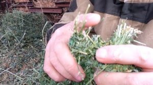 МИФ О ВРЕДЕ СЕНА ДЛЯ КРОЛИКОВ!