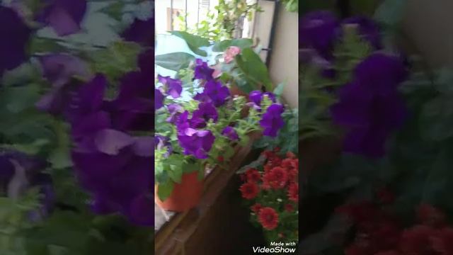 Winter garden glory смотреть онлайн