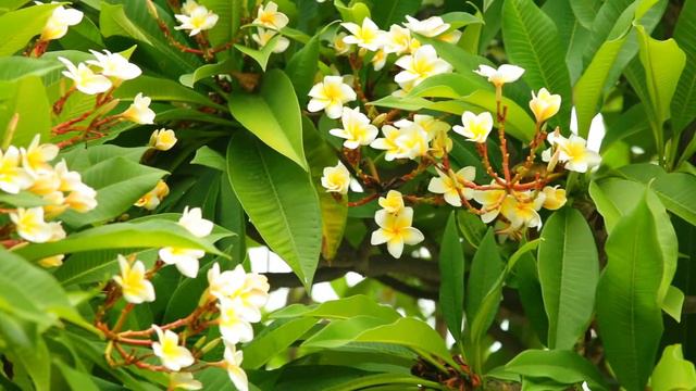 Plumeria Rubra Common Frangipani Blooming Flowers