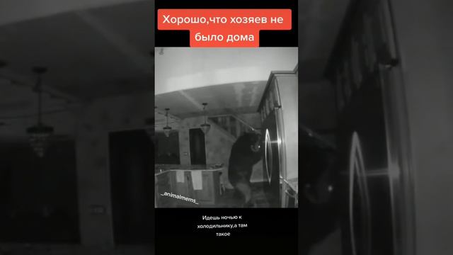 Маша_и_медведь._Маши_не_было_дома___машаимедведь__trustdumbl_