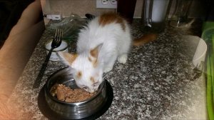 Бедного котёнка ОБИЖАЛИ другие кошки.. Он от страха выбежал на дорогу за помощью..