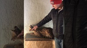 Домашний сервал