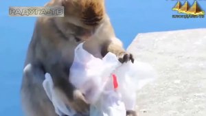 Настоящие разбойники и бандиты среди животных. Смех, да и только!