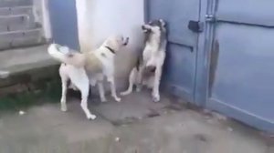 собаки! Не ори на детей