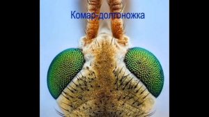 Насекомые под макросъемкой