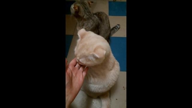 ?Мордочка