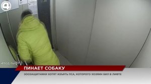 Мужчина избил собаку в лифте