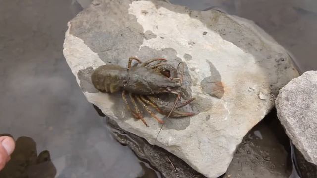 Красный Луч. Высох водоем, где купаться и ловить рыбу? смотреть онлайн