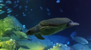 Посещение Нью-Йоркского аквариума (New York Aquarium)