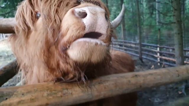 Напился в Карпатах Буковель в ресторане смотреть онлайн