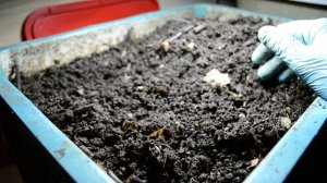 В006. ?Производство биогумуса в домашних условиях. Как легко выманить червя?