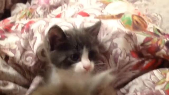 Котята Naruto Утиха Саскэ Сакура Подарю отдам в хорошие руки смотреть онлайн