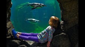 Смешные пингвины! Лучшие кадры?