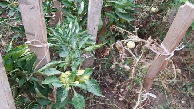 плоды дерева хурмы. мой сад огород в октябре смотреть онлайн