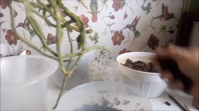 Орхидеи)) Апрель)) Пересадка мультифлоры))Причина?))) Несколько важных советов!)) смотреть онлайн