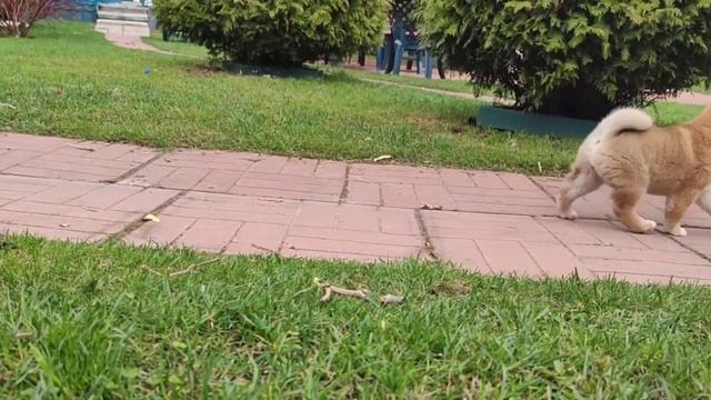 #щенок#собакадругчеловека #собачка#dog Щенки девочки Сиба-ину