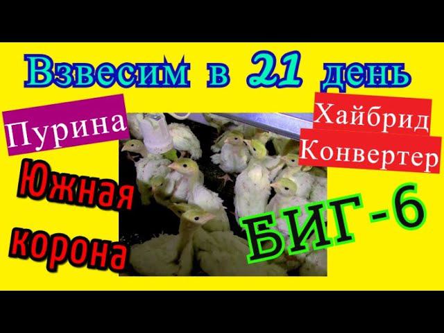 Эксперименты над индейкой Хайбрид Конвертер и Биг-6