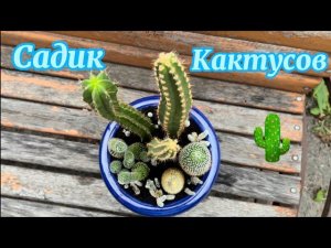 Пересадка старых кактусов / Садик кактусов / Кактусы в новый дом