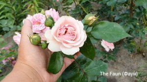 Моя клумба из РОЗОВЫХ роз на старте! ?