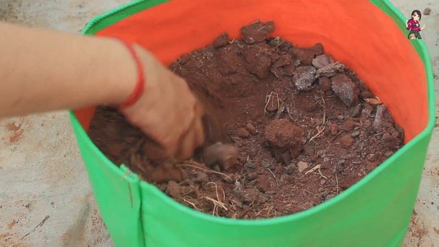 Jasmine plant care - Grand Duke of Tuscany || How to grow jasmine in the pot || Aki Garden смотреть онлайн