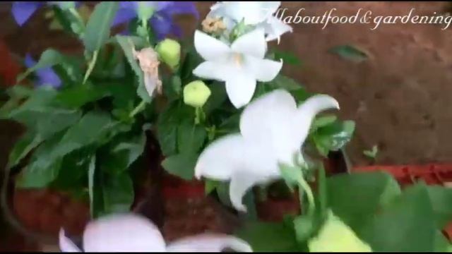 Balloon flowers|platycodon grandiflorus |Chinese bellflowers |rare flowers nursery visit смотреть онлайн