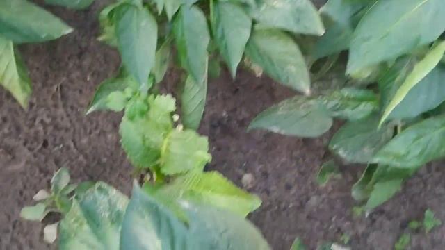 А вы видели чёрный перец_