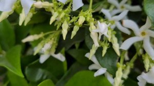 טרכלוספרמון יסמיני פורח عقد Trachelospermum jasminoides blooming